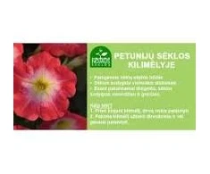 Darželinių petunijų sėklos MIRAGE ROSE MORN, 10 vnt