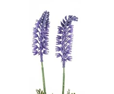 Bikuvalt Dekoratyvinis augalas levandų šakelė 46 cm 50400