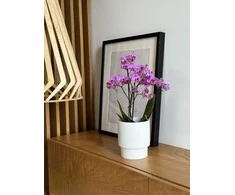 Dekoratyvinis gėlių vazonas Barcelona Ø13cm H15cm keraminis/baltas
