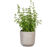 Dekoratyvinis gėlių vazonas Bassalto Ø15cm H13.3cm keraminis/pilkas