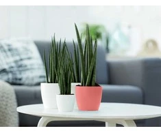 Dekoratyvinis gėlių vazonas Brussels Elho 14cm baltas 150
