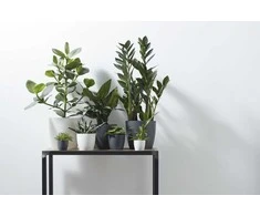 Dekoratyvinis gėlių vazonas Brussels Elho D14cm antracito sp.
