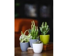 Dekoratyvinis gėlių vazonas Deco Ø7cm H6cm keraminė/pilka