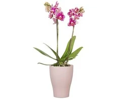 Dekoratyvinis gėlių vazonas Rose Ø17cm H17.3cm keraminis/rožinis