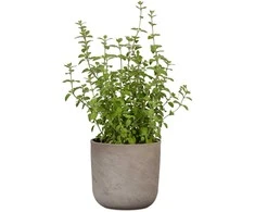 Dekoratyvinis gėlių vazonas Travertino Ø15cm H13.3cm keraminis/pilkrudis