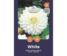 Dekoratyvinių jurginų svogūnėlis, lot. DAHLIA Baltas, 1 vnt