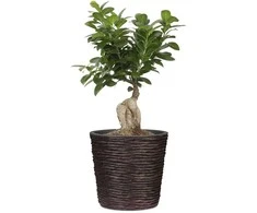 Dekoratyvus gėlių vazonas Ø16cm H14cm rudas