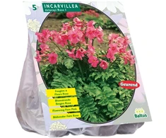 Delavajaus inkarvilėjų svogūnėliai, lot. INCARVILLEA DELAVAYI ROZE, 5 vnt