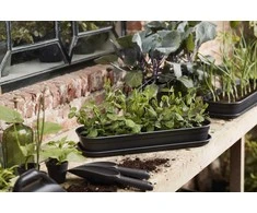 Dėžutė daigams Žalias basic L Elho 51x19x7.5cm juoda