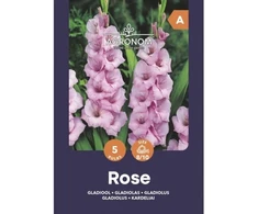 Didžiažiedžių kardelių svogūnėliai, lot. GLADIOLUS ROSE, 5 vnt