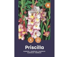 Didžiažiedžių kardelių svogūnėliai, lot. GLADIOLUS PRISCILLA, 5 vnt