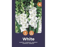 Didžiažiedžių kardelių svogūnėliai, lot. GLADIOLUS Raudonas, 5 vnt