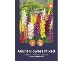 Didžiažiedžių kardelių svogūnėliai, lot. GLADIOLUS PRISCILLA, 5 vnt