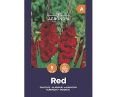 Didžiažiedžių kardelių svogūnėliai, lot. GLADIOLUS Baltas, 5 vnt