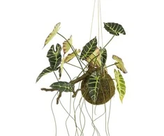 Dirbtinė nukarusi alokazija H64cm žalia