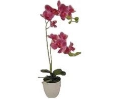 Dirbtinė orchidėja vazone 52cm fuksijų sp.