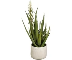 Dirbtinis alavijas vazone H58cm su baltu žiedu