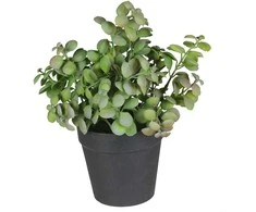 Dirbtinis augalas vazonėlyje 20cm prieskon. augalai 2