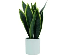 Dirbtinis augalas vazonėlyje H43cm sansevjera