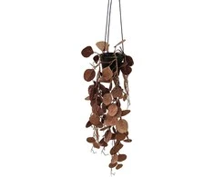 Dirbtinis svyrantis augalas vazone eukaliptas 62cm