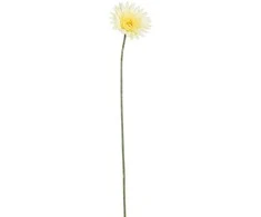 Edelman Dirbtinė gerbera L64cm kreminės spalvos