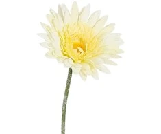 Edelman Dirbtinė gerbera L64cm kreminės spalvos