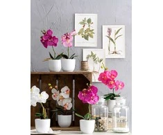 Edelman Dirbtinės gėlės vazonėlyje 26cm orchidėjos/baltos