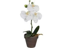 Edelman Dirbtinės gėlės vazonėlyje 26cm orchidėjos/baltos
