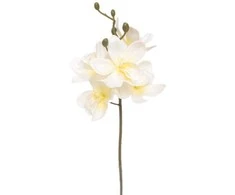 Edelman Dirbtinės gėlės vazonėlyje 34cm orchidėja/krem.sp.