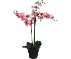 Edelman Dirbtinės gėlės vazonėlyje 79cm orchidėjos/rožinės