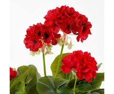 Edelman Dirbtiniai augalai vazonėlyje 34cm pelargonijos/raudon.