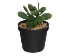 Edelman Dirbtinis augalas vazonėlyje 11cm sukulentai/žali