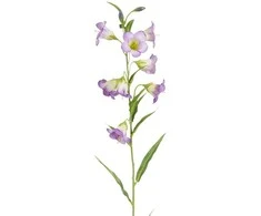 Edelman Dirbtinis katilėlis L73cm violetinė