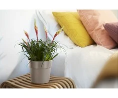 Elho Dekoratyvinis gėlių vazonas B.For Original Round D18cm H16.5cm plastikinis/š.pilkas