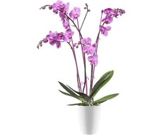 Elho Dekoratyvinis gėlių vazonas Brussels Orchid D12.5cm H15.2cm plastikinis