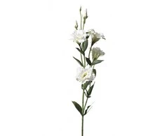Emivela Dirbtinė eustoma 85cm balta