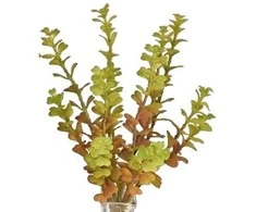 Emivela Dirbtinis sukulentas 26cm Lucky Heart Bush