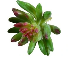 Emivela Dirbtinis sukulentas 8cm