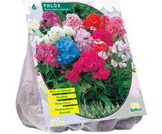 Flioksų svogūnėliai, lot. PHLOX MIX, 6 vnt