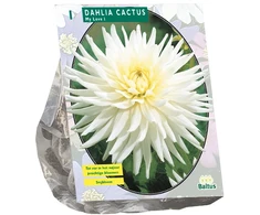 Jurginų svogūnėliai, lot. DAHLIA CACTUS MY LOVE, 1 vnt