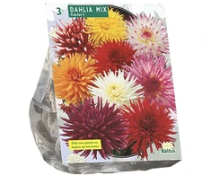 Jurginų svogūnėliai, lot. DAHLIA CACTUS MIXED, 3 vnt