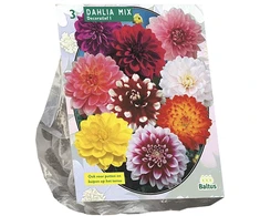 Jurginų svogūnėliai, lot. DAHLIA DECORATIEF MIXED, 3 vnt