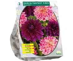 Jurginų svogūnėliai, lot. DAHLIA FANTASY FIRES, 2 vnt