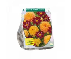 Jurginų svogūnėliai, lot. DAHLIA HONEY BLENDS, 2 vnt
