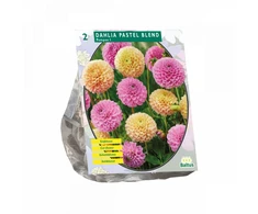 Jurginų svogūnėliai, lot. DAHLIA PASTEL BLEND, 2 vnt