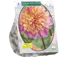 Jurginų svogūnėlis, lot. DAHLIA ANEMONE LIFESTYLE, 1 vnt