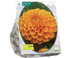 Jurginų svogūnėlis, lot. DAHLIA BALL MAARN, 1 vnt