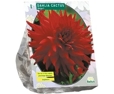 Jurginų svogūnėlis, lot. DAHLIA CACTUS HELGA, 1 vnt