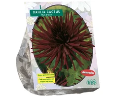 Jurginų svogūnėlis, lot. DAHLIA CACTUS NUIT D'PER, 1 vnt