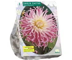 Jurginų svogūnėlis, lot. DAHLIA CACTUS STARS FAVOURITE, 1 vnt